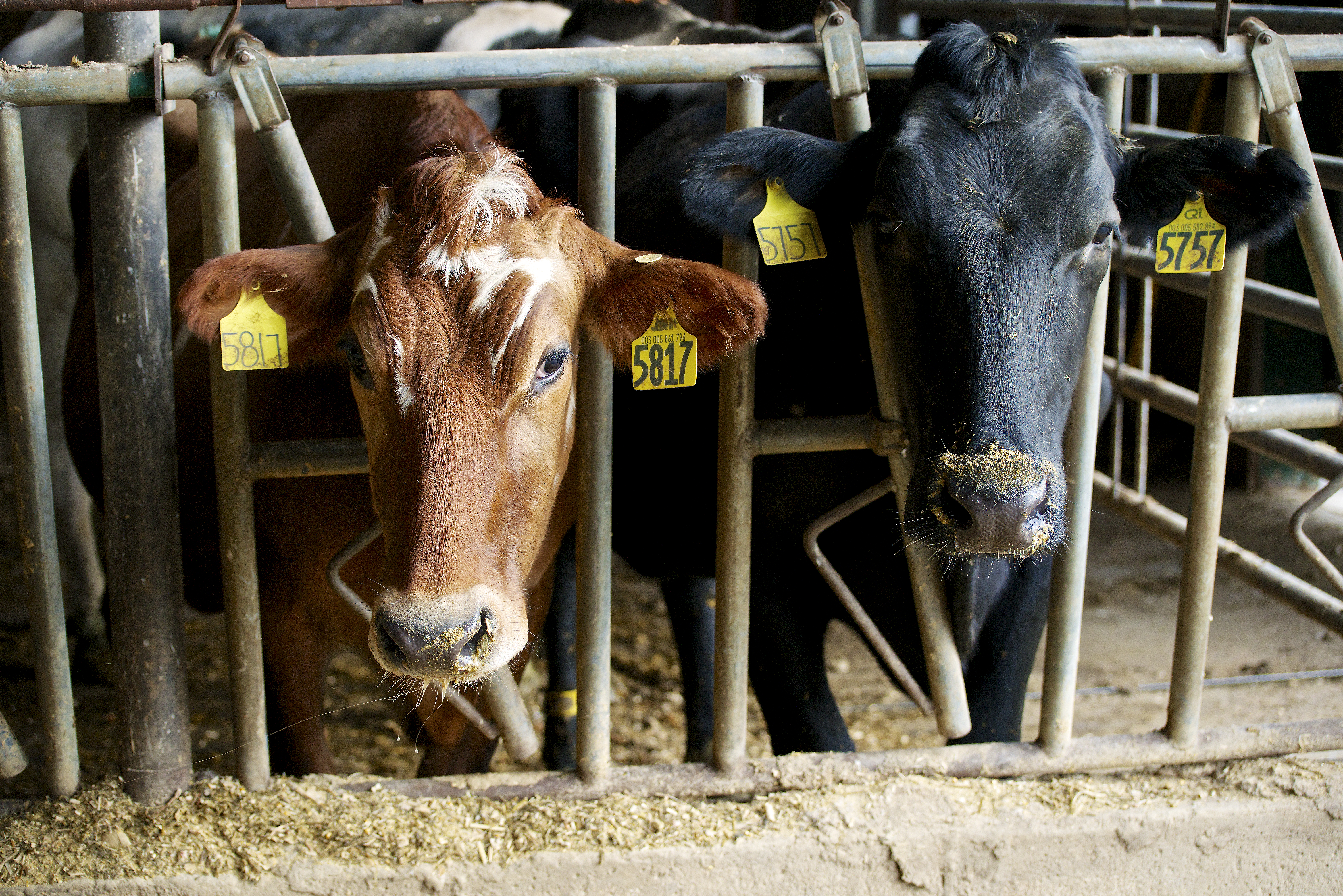 20121114_farm_lvp3152