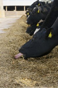 Just like people, cows get hungrier when it's cold.