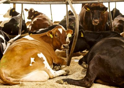 A NEW day in the life