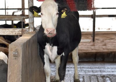 Automatic Cow Brushes in the Barns