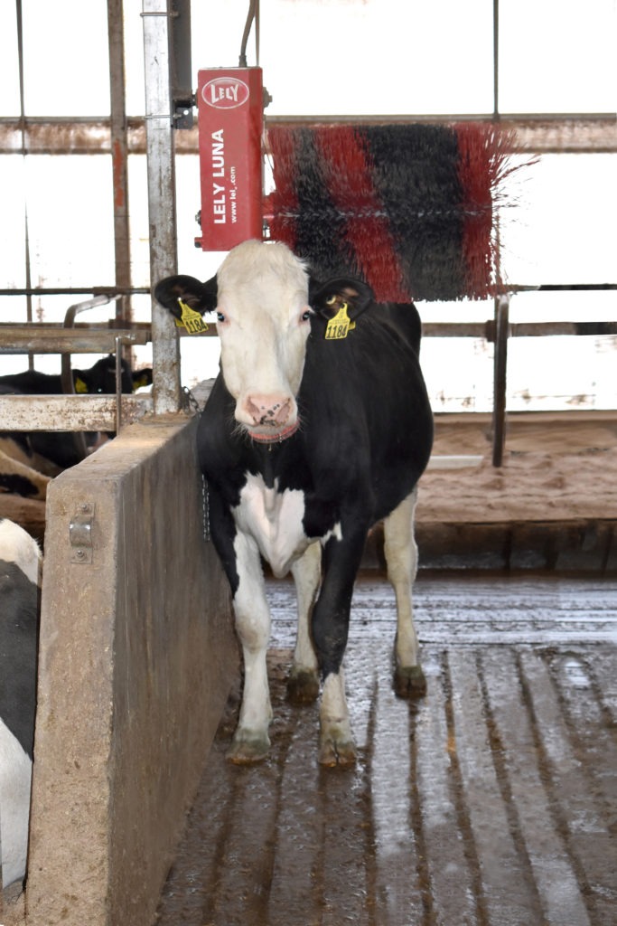 Automatic Cow Brushes in the Barns Majestic Crossing Dairy