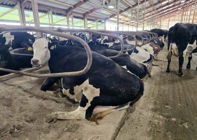 What is a freestall barn?