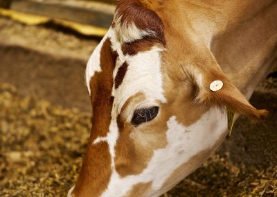 Making the Connection at the County Fair