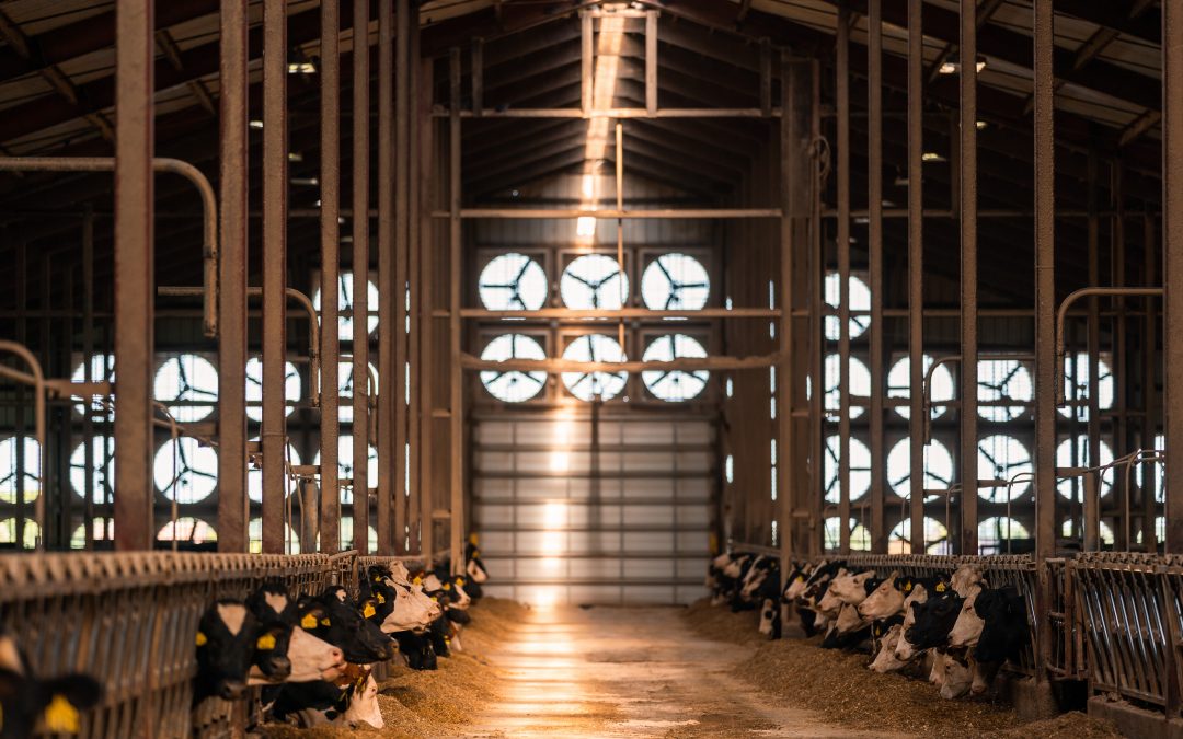A Cow’s Life At Majestic