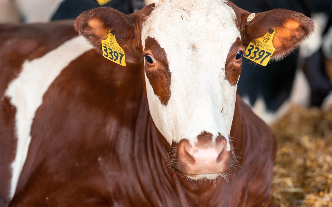 Cows Of A Different Color