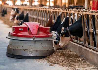 Cows, Calves, Jewelry and Technology