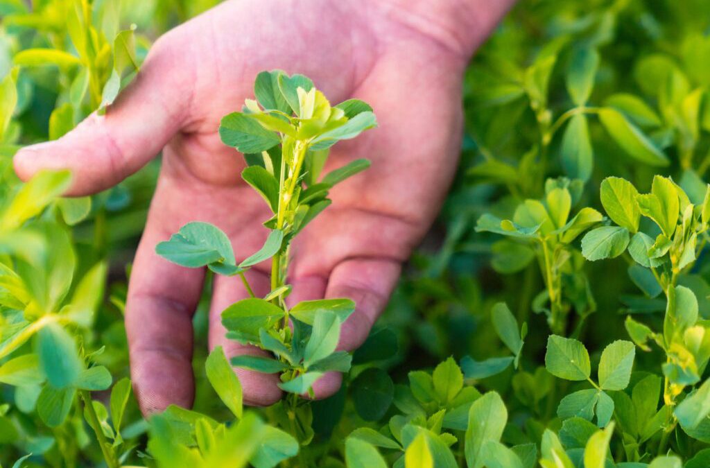 We Are Thankful For Cow Sh!t